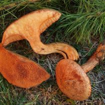 Масленок рыже-красный (Suillus tridentinus)