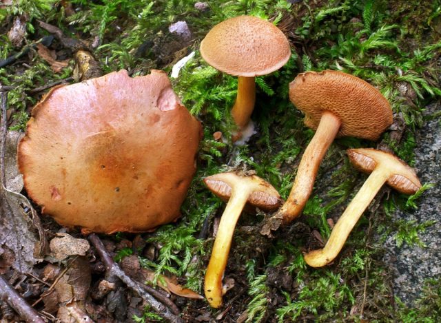 Перечный гриб, или маслёнок перечный (Chalciporus piperatus)