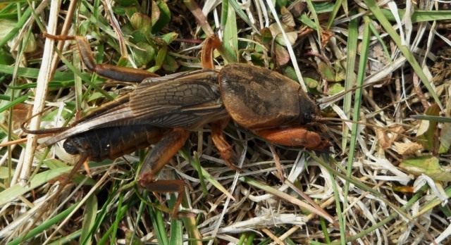 Обыкновенная медведка (Gryllotalpa gryllotalpa)