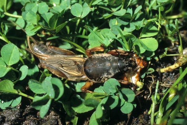 Обыкновенная медведка (Gryllotalpa gryllotalpa)