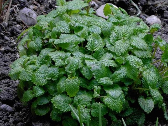 Пышный куст мелиссы в процессе срезки зелени