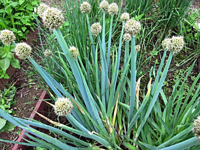Алтайский лук (Allium microdictyon)