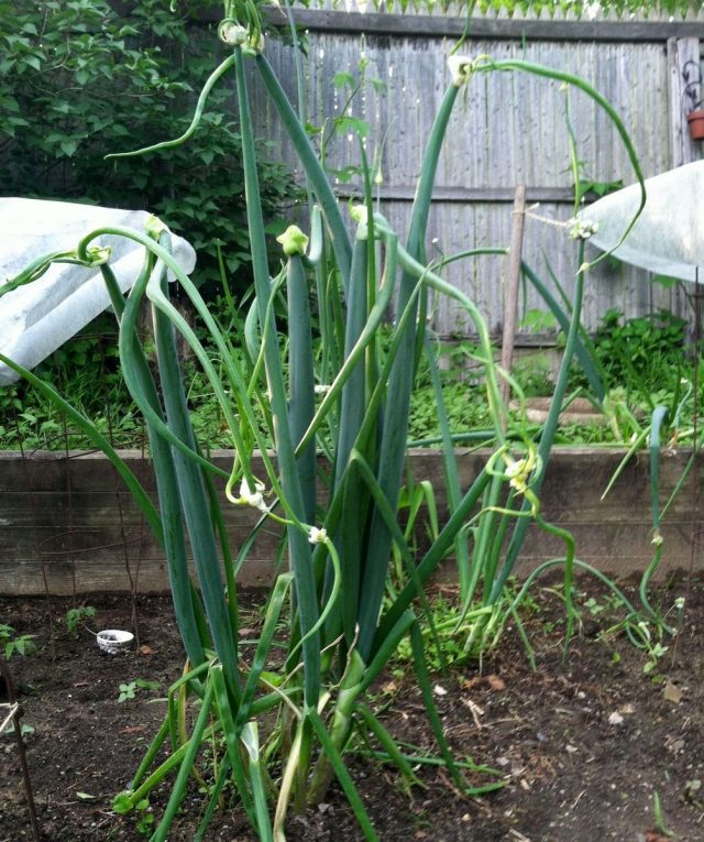 Лук многоярусный (Allium proliferum)