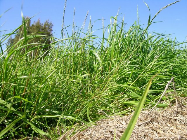 Райграс многолетний, английский или пастбищный (Lolium perenne)