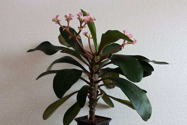 Молочай гребенчатый (Euphorbia lophogona) Молочай гребенчатый в период активного цветения