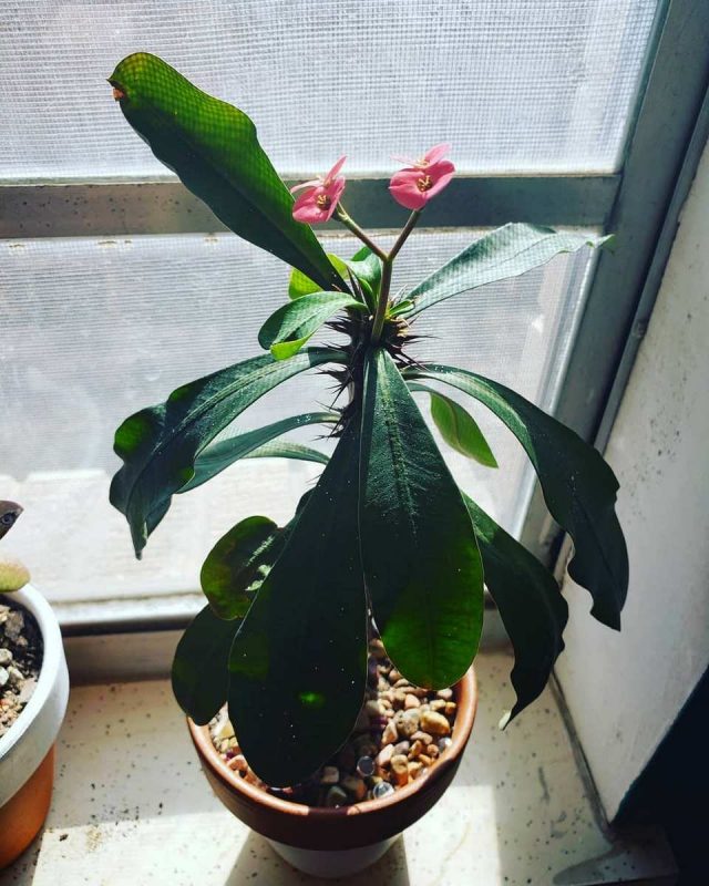 Место для молочая гребенчатого лучше выбрать солнечное, но с рассеянным светом Правильное размещение молочая гребенчатого на подоконнике