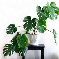 Монстера привлекательная (Monstera deliciosa)