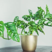 Монстера Адансона (Monstera adansonii)