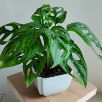 Монстера косая (Monstera obliqua)