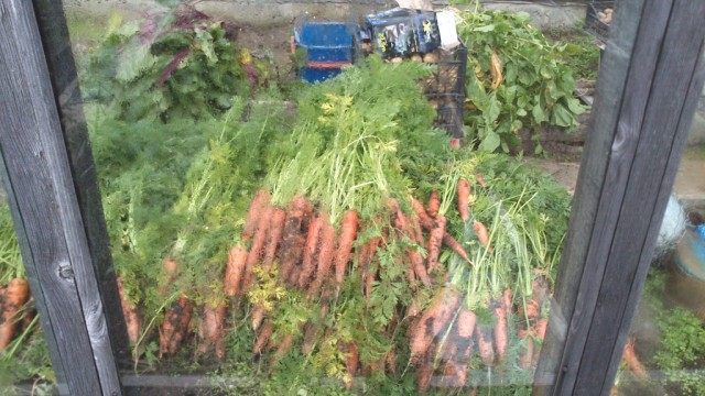 Сбор урожая моркови