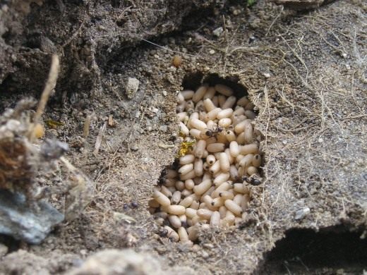 Гнездо черного садового муравья (Black garden ant nest)
