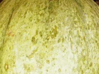 Европейская дыня (Cucumis melo var. cantalupensis) с серо-зеленой кожицей
