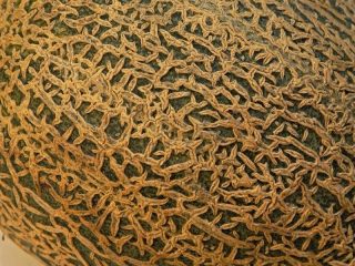Кожица мускусной североамериканской дыни (Cucumis melo var. reticulatus) имеет сетчатый вид