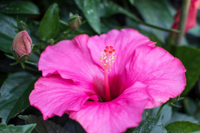 Xitoy hibiskus gullamoqda