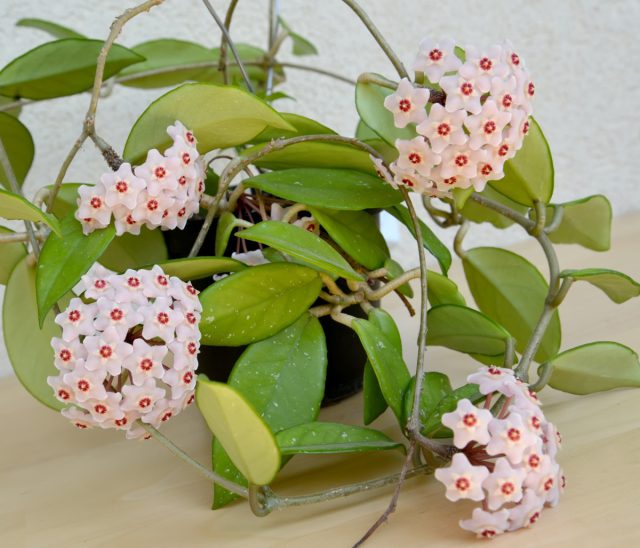 Gullash davrida Hoya karnoza