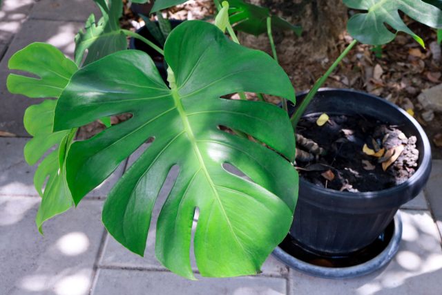 Monstera barglari