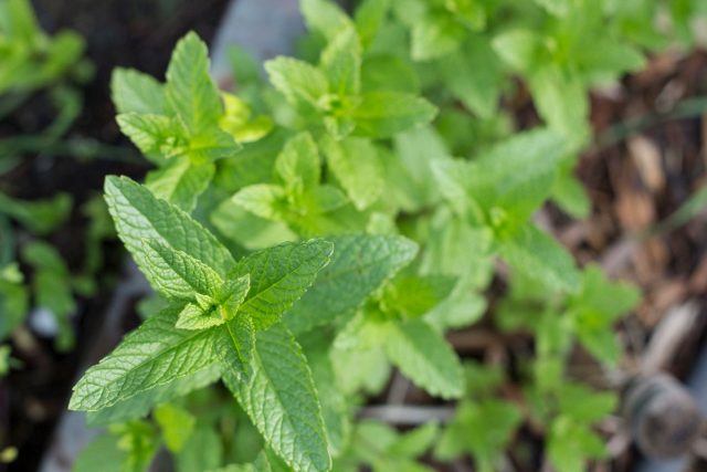Мята колосистая (Mentha spicata)