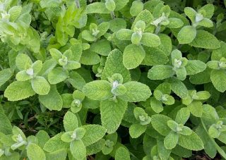 Мята душистая, или Круглолистная (Mentha suaveolens)