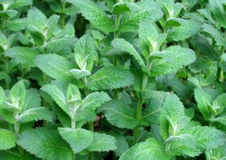Мята яблочная, или кондитерская (Mentha rotundifolia)