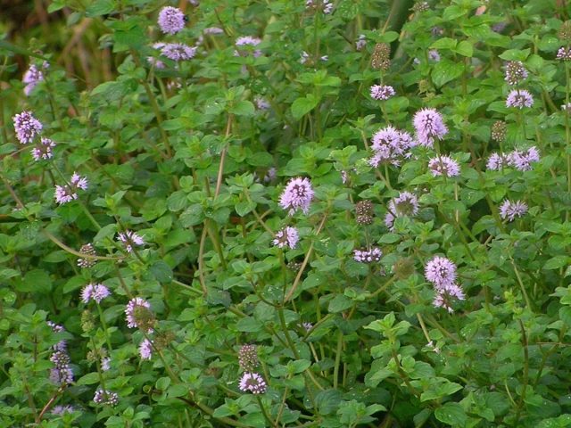 Мята болотная (Mentha pulegium)