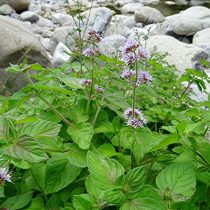 Мята водная (Mentha aquatica)