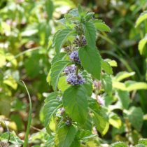 Мята полевая (Mentha arvensis)