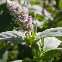 Мята длиннолистная (Mentha longifolia)