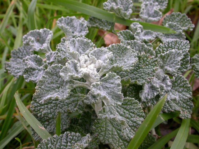 Шандра, или Конская мята (Marrubium vulgare)
