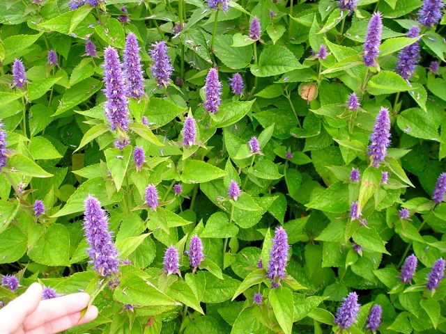 Лофант анисовый (Agastache foeniculum)