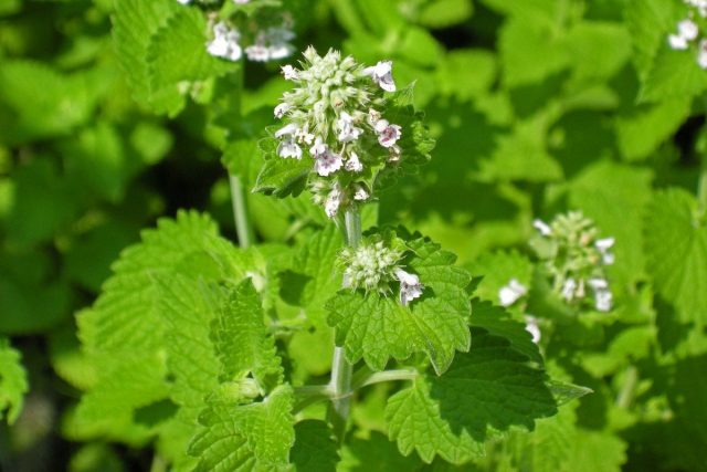 Котовник кошачий, или кошачья мята (Nepeta cataria)