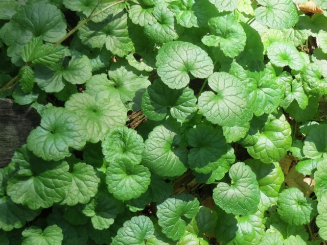 Будра плющевидная, или собачья мята (Glechoma hederacea)