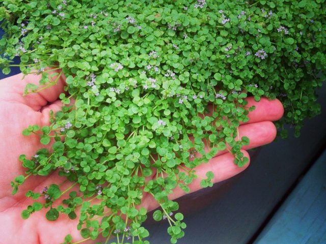 Выращивание корсиканской мяты из семян в условиях средней полосы