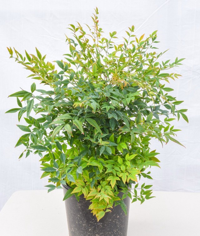 Нандина домашняя «Гольфстрим» (Nandina domestica 'Gulf Stream') Нандина сорта Гольфстрим в горшке