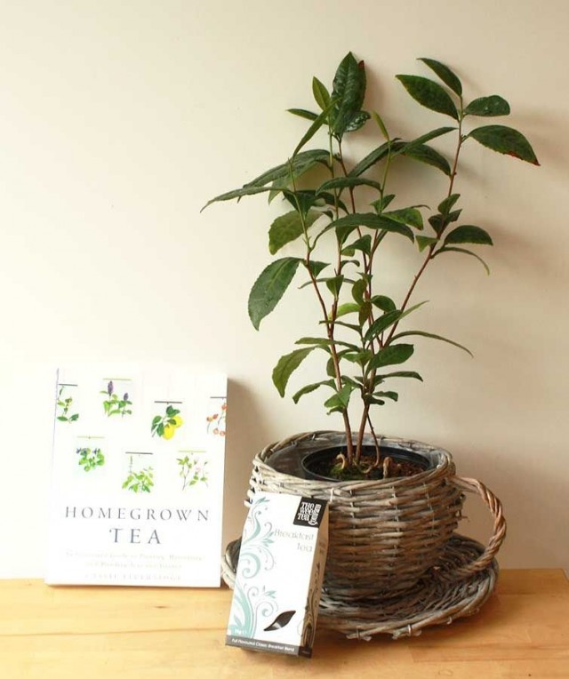 Камелия китайская, или Чай китайский (Camellia shinensis, синоним Thea chinensis) Молодой саженец камелии китайской