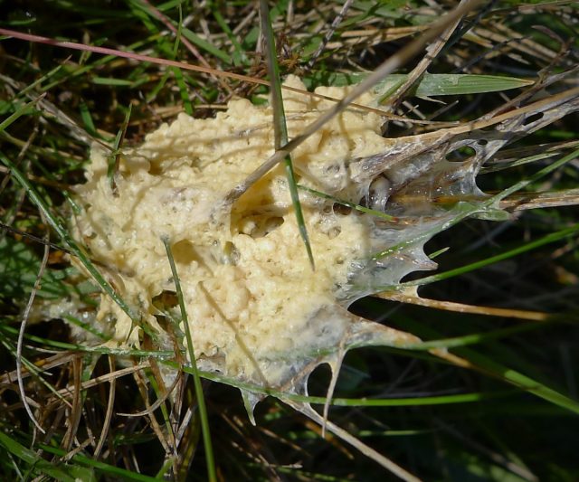Миксомицет Mucilago crustacea на поверхности почвы
