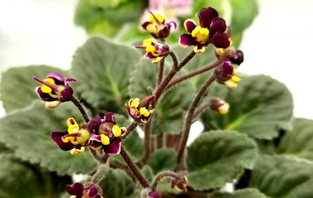 Сенполия «Ботаника» (Botanica) Сенполия сорта Ботаника в горшке