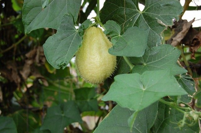 Шайот немесе мексикалық қияр (Sechium edule) Шайот немесе мексикалық қияр (Sechium edule)