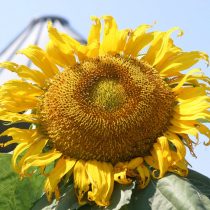 Подсолнечник «Монгольский гигант» (Helianthus 'Mongolian Giant') Подсолнечник «Монгольский гигант