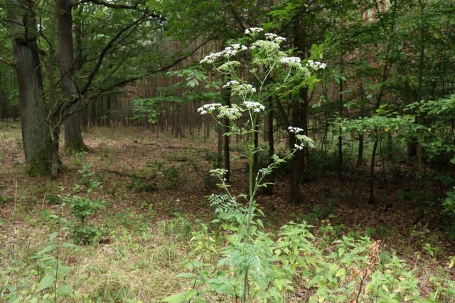 Болиголов пятнистый (Conium maculatum)