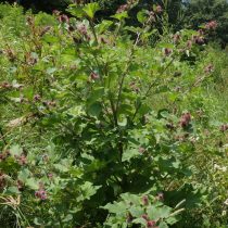 Кіші лопуха (Arctium минус)
