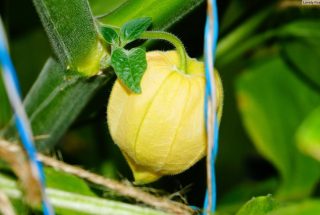 Физалис опушённый (Physalis pubescens), или земляничный