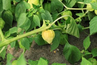 Физалис клейкоплодный (Physalis philadelphica), или мексиканский томат