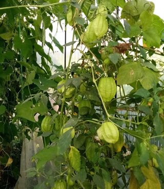 Физалис Королева Малиналько: растение