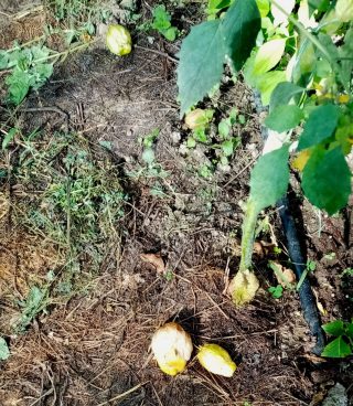 Физалис Королева Малиналько созревшие плоды