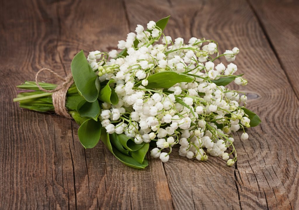 Цветение ландышей в саду