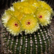 Нотокактус, или Пародия плитчатая (Parodia tabularis, или Notocactus tabularis) Нотокактус плитчатый