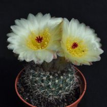 Нотокактус, или Пародия стройная (Parodia concinna, или Notocactus concinnus) Нотокактус стройный