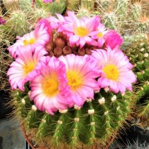 Нотокактус, или Пародия Хертера (Parodia herteri, или Notocactus herteri) Нотокактус Хертера