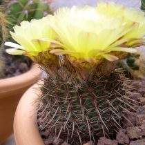 Нотокактус, или Пародия сосочковая (Parodia mammulosa, или Notocactus mammulosus) Нотокактус сосочковый