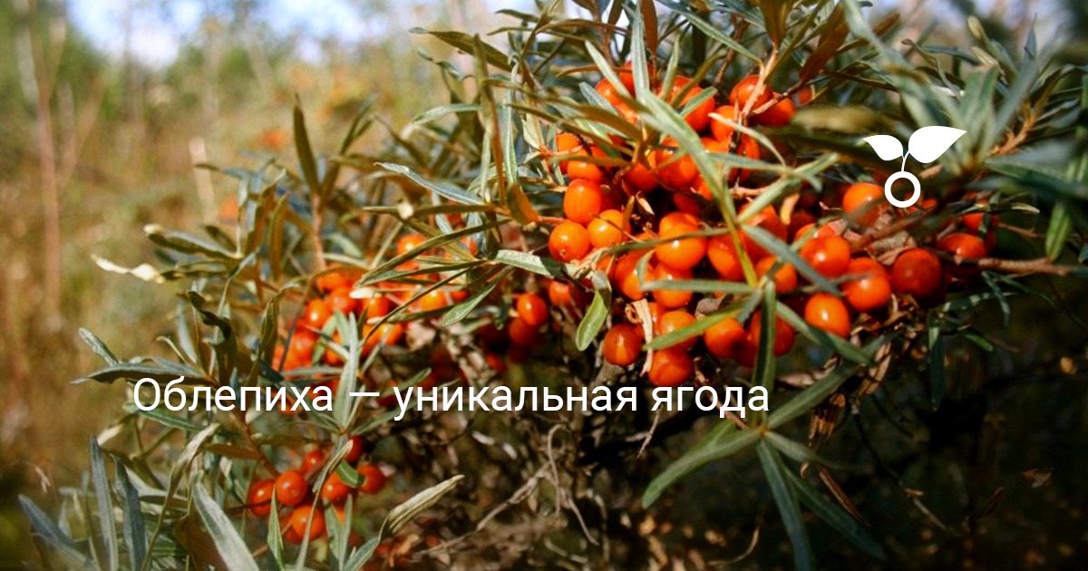 Облепиха: особенности выращивания и уход за кустарником